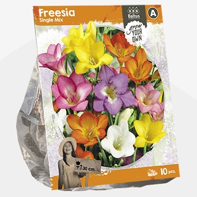 fresia_freesia-single-mix-sp-per-10