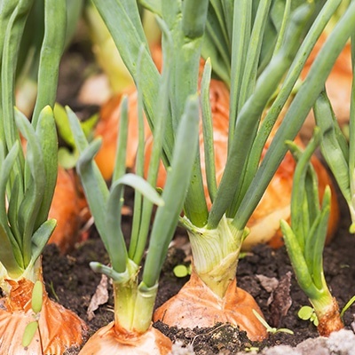 gele-ui-allium-cepa2