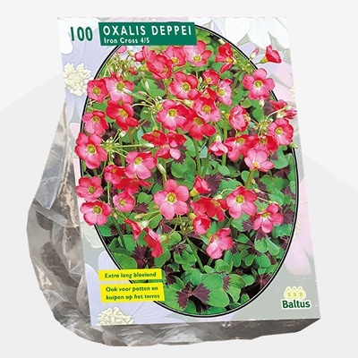 geluksklavertje_oxalis-deppei-iron-cross-per-100