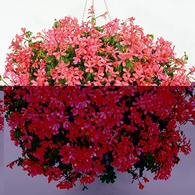 geranium-pelargonium-interspecific-cascade-lache-cascade