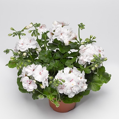 geranium-pelargonium-peltatum-corriente-luna