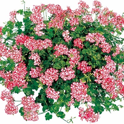 geranium-pelargonium-peltatum-corriente-mexikanerin