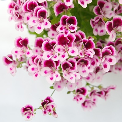 geranium-pelargonium-x-crispum-pac-angeleyes-burgundys