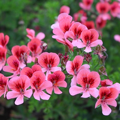 geranium-pelargonium-x-crispum-pac-angeleyes-oranges