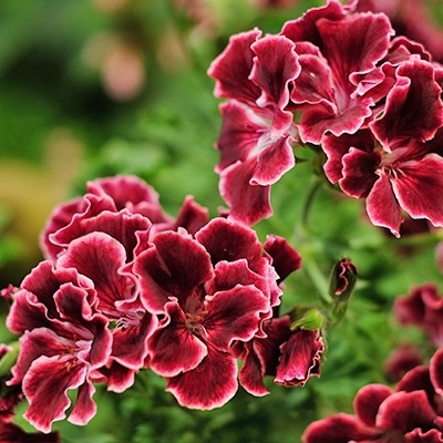 geranium-pelargonium-x-grandiflorum-aristo-red-beautys