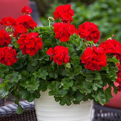 geranium_pelargonium-interspecific-calliope-l-dark-red