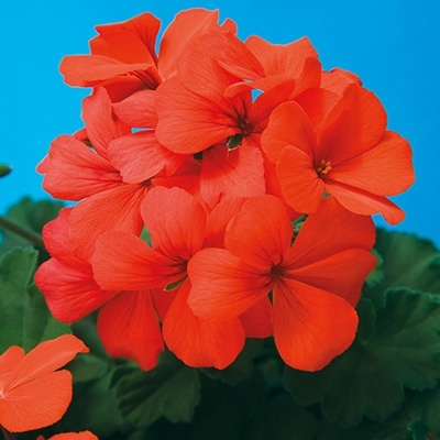 geranium_pelargonium-interspecific-calliope-landscape-orange