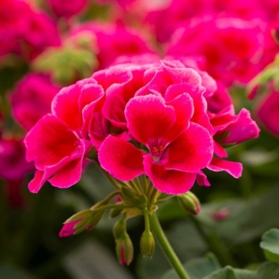 geranium_pelargonium-interspecific-calliope-m-red-splash