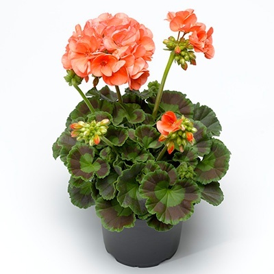 geranium_pelargonium-peltatum-compact-line-salmon