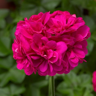 geranium_pelargonium-peltatum-corriente-hot-pink
