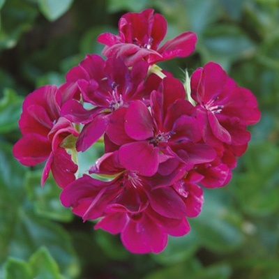 geranium_pelargonium-peltatum-corriente-lulu
