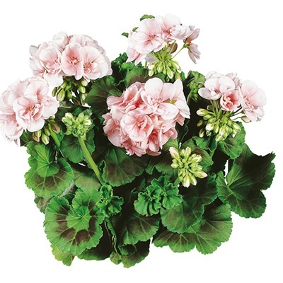 geranium_pelargonium-zonale-classic-dolce-vita