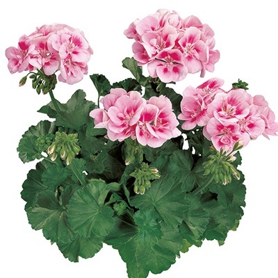 geranium_pelargonium-zonale-tango-bravo-light-pink