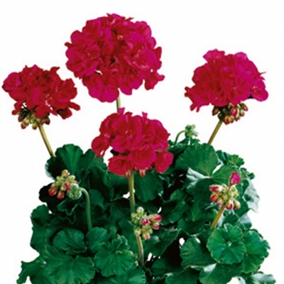 geranium_pelargonium-zonale-tango-neon-purple
