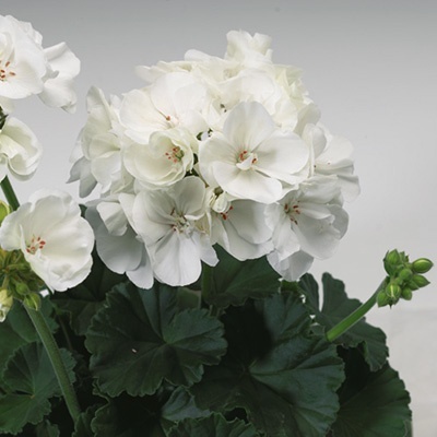 geranium_pelargonium-zonale-tango-white