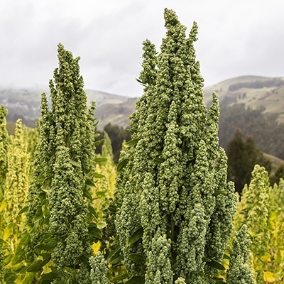 gierstmelde-chenopodium-quinoa