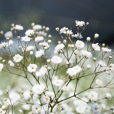 gipskruid-gypsophila-paniculata-festival-white-flare