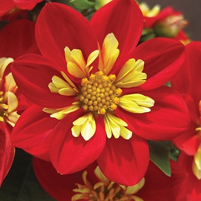 goldalia_dahlia-x-hybrida-goldalia-scarlet