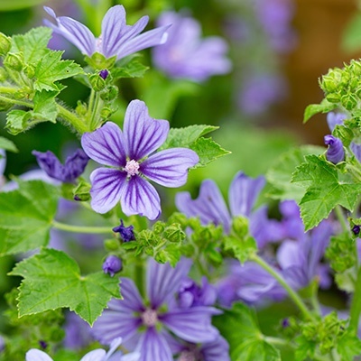 groot_kaasjeskruid_malva-syl-primley-blue