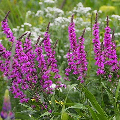 grote-kattenstaart-lythrum-salicaria