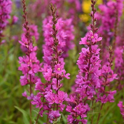 grote_kattenstaart_lythrum-sal-robin_pbr