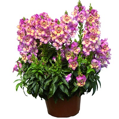 grote_leeuwenbek-antirrhinum-majus-antirinca-peachy