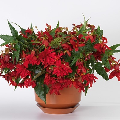 hangbegonia-begonia-tuberhyb-tenella-f1-scarlet