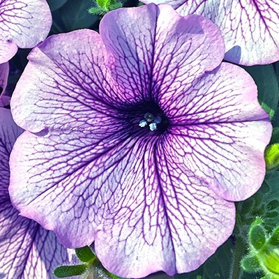 hangpetunia-surfinia-petunia-x-atkinsiana-surfinia-blue-vein-sunsoloss