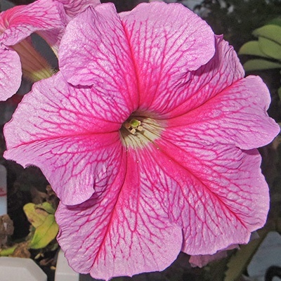 hangpetunia-surfinia-petunia-x-atkinsiana-surfinia-hot-pink-sunroveins