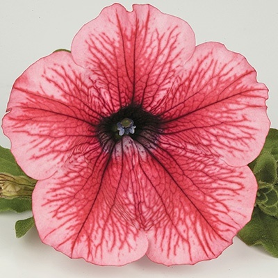 hangpetunia-surfinia-petunia-x-atkinsiana-surfinia-hot-red-sunhoref
