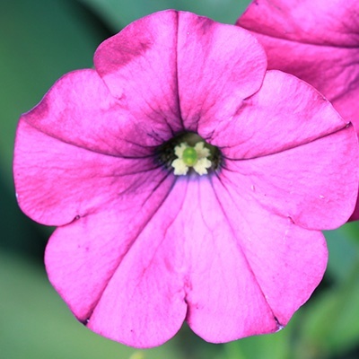 hangpetunia-surfinia-petunia-x-atkinsiana-surfinia-sumo-rose-sunbui-mirekuis