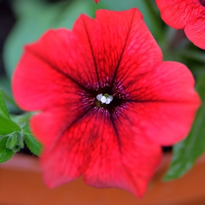 hangpetunia-surfinia-petunia-x-atkinsiana-surfinia-table-dark-red-sunsurfreds
