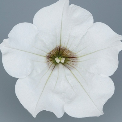 hangpetunia-surfinia-petunia-x-atkinsiana-surfinia-white-kesupitef
