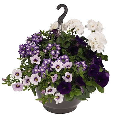 hangpot-mix-met-zomerbloeiers-confetti-garden-party-blue-lights