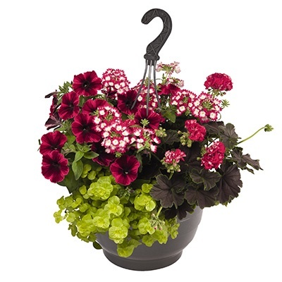 hangpot-mix-met-zomerbloeiers-confetti-garden-party-jolly-brocade