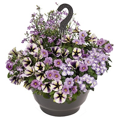 hangpot-mix-met-zomerbloeiers-confetti-garden-party-waterrose-lights