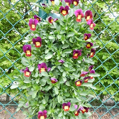 hangzakken-met-bloemen-23