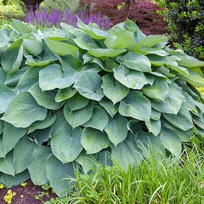 hartlelie-hosta-big-daddy