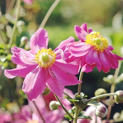 herfstanemone-anemone-hupehensis-prinz-heinrichs