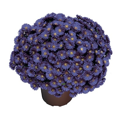 herfstaster-aster-novi-belgii-magic-blue-syast-draip-pbr