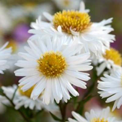 herfstaster_aster-ager-starshine_pbr-eu20743