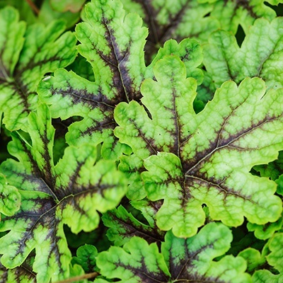 heucherella-x-hybrida-alabama-sunrises