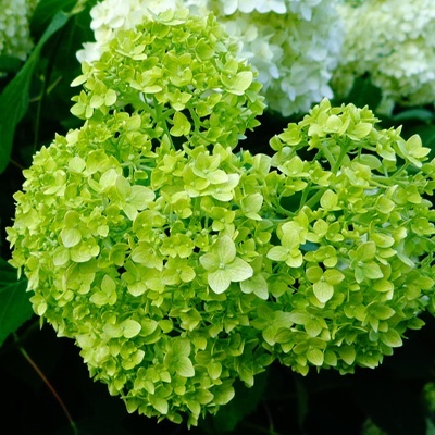 hortensia_hydrangea-arborescens-lime-rickey