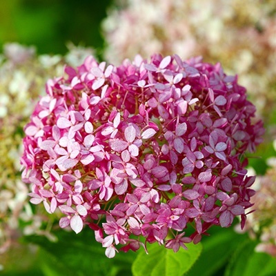 hortensia_hydrangea-arborescens-pink-annabelle