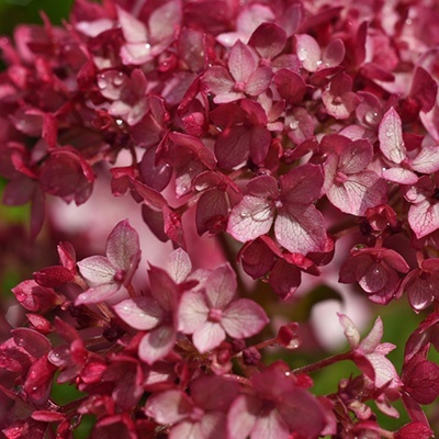 hortensia_hydrangea-arborescens-ruby-annabelle