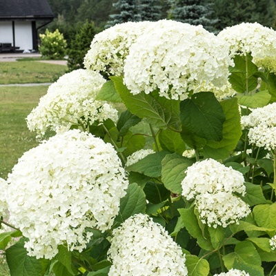 hortensia_hydrangea-arborescens-strong-annabelle