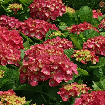 hortensia_hydrangea-macrophylla-rood