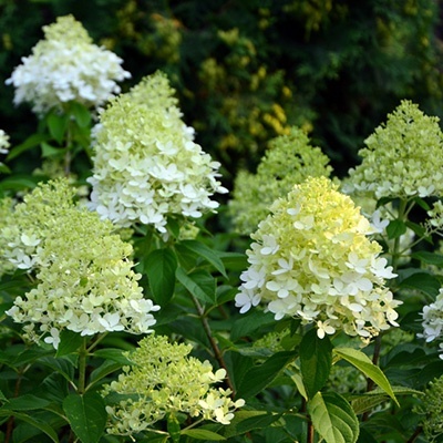 hortensia_hydrangea-paniculata-limelight