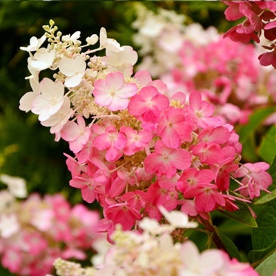 hortensia_hydrangea-paniculata-pinky-winky