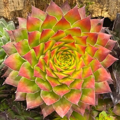 huislook-chick-charms-gold-nugget